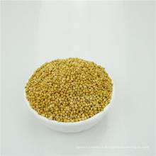 Millet jaune de maïs de balai blanc de haute qualité / nourriture d&#39;oiseau
